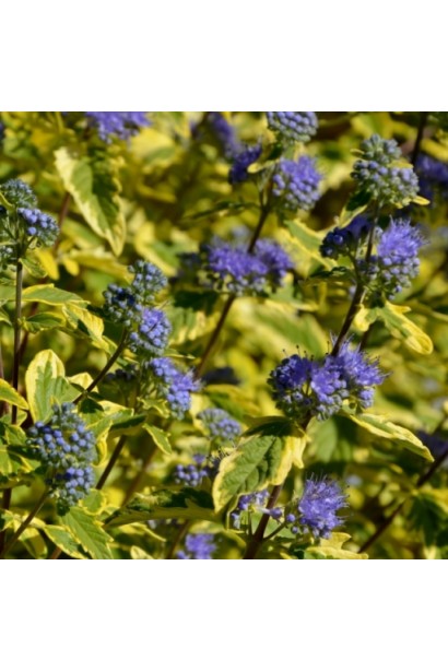 Каріоптерис  `Саммер Сорбет`